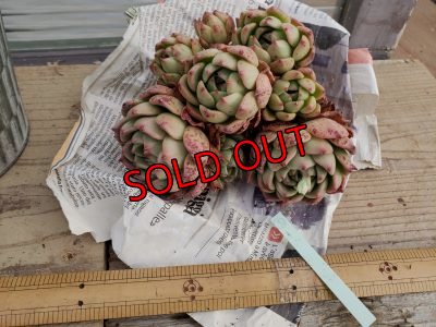 画像2: 【新品種】シエラ✕ギルティー群生株 7H/(5)（21-4）