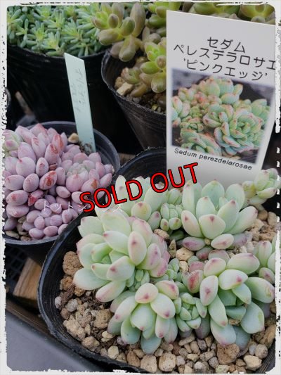画像3: 【限定】2021年トットの春のセダム祭り-A（21-4）