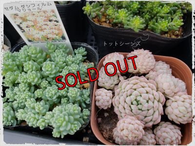 画像2: 【限定】2021年トットの春のセダム祭り-A（21-4）