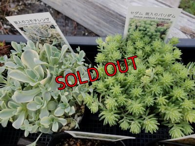 画像4: 【限定】2021年トットの春のセダム祭り-A（21-4）