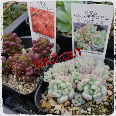 画像3: 【限定】2021年トットの春のセダム祭り-B（21-4）