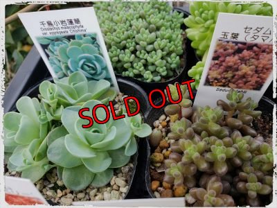 画像5: 【限定】2021年トットの春のセダム祭り-B（21-4）