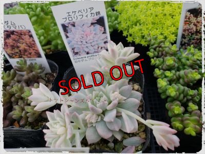 画像4: 【限定】2021年トットの春のセダム祭り-B（21-4）