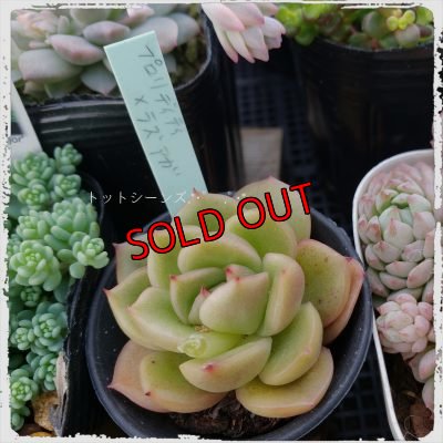 画像7: 【限定】2021年トットの春のセダム祭り-B（21-4）