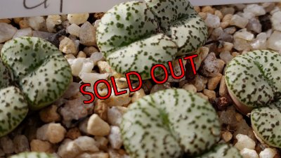 画像7: 福/梅☆コノフィツム・スペシャルセット（22-1）