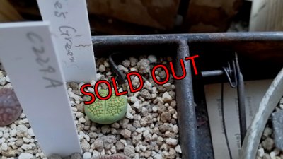 画像5: Sakkies Green`ss 【20-9-28】