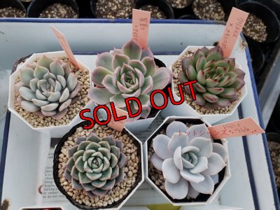 19種の韓国苗に+1品種　トット実生苗が入ります。