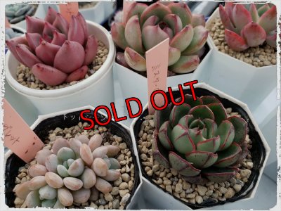 画像4: 福/竹☆韓国苗スペシャルセット-13種（12+1品種）22-1