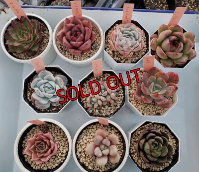 こちらは2寸ポットです。