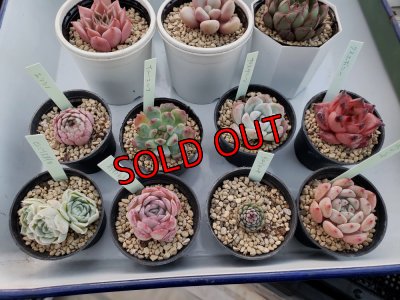 少し小さ目の5cmポットです。