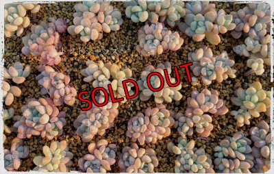 画像7: 福/松☆韓国苗スペシャルセット-7（22-1）