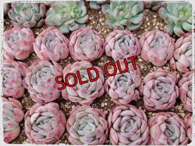 画像4: 福/松☆韓国苗スペシャルセット-7（22-1）