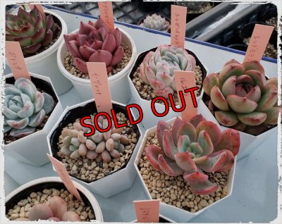 画像10: 福/梅☆韓国苗スペシャルセット-19+1品種（22-1）