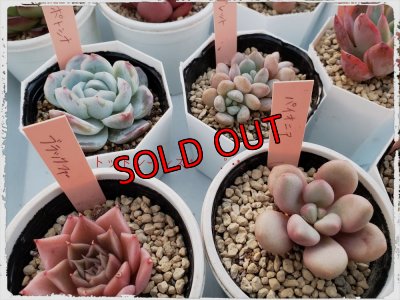 画像9: 福/梅☆韓国苗スペシャルセット-19+1品種（22-1）