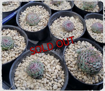 小さ目ですが、レア品種のグロブローサも入っています。