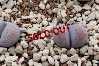 画像3: 福/竹☆リトープス・スペシャルセット（22-12）