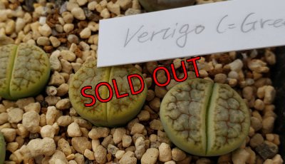 画像2: 福/竹☆リトープス・スペシャルセット（22-12）