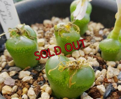 画像8: 福/竹☆コノフィツム・スペシャルセット（22-12）