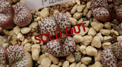 画像3: 福/竹☆コノフィツム・スペシャルセット（22-12）