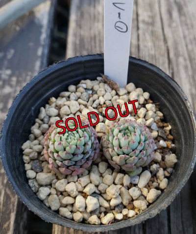 画像2: ヴィンセントカトー　2寸（22-4）