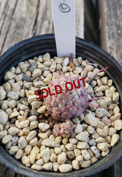 画像3: ヴィンセントカトー　2寸（22-4）