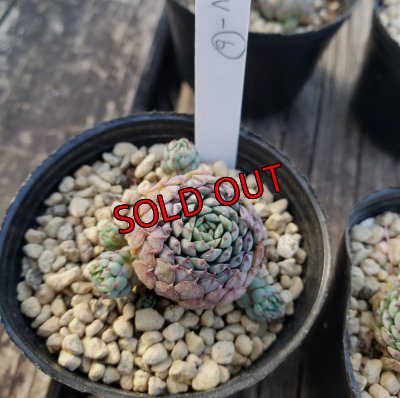 画像7: ヴィンセントカトー　2寸（22-4）