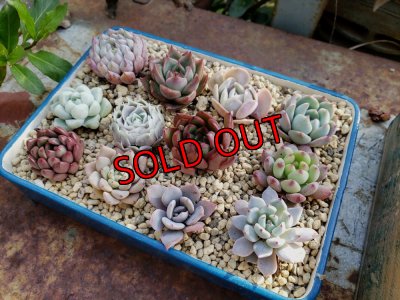 画像2: 採集して愛でる木箱の寄せ植えセットDー12マス（（22-4）