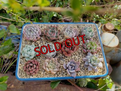 画像3: 採集して愛でる木箱の寄せ植えセットDー12マス（（22-4）