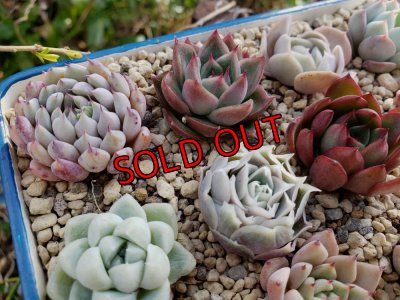 画像7: 採集して愛でる木箱の寄せ植えセットDー12マス（（22-4）