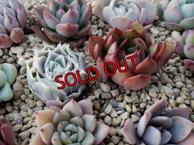 画像6: 採集して愛でる木箱の寄せ植えセットDー12マス（（22-4）