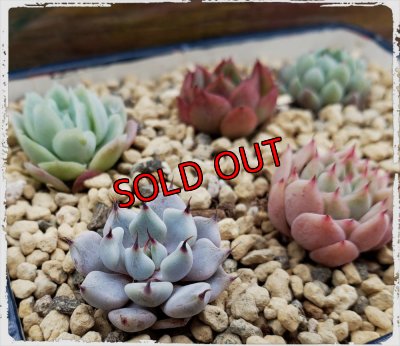 画像5: 採集して愛でる木箱の寄せ植えセットAー6マス（（22-4）