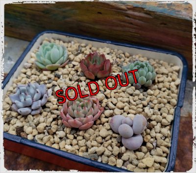 画像2: 採集して愛でる木箱の寄せ植えセットAー6マス（（22-4）