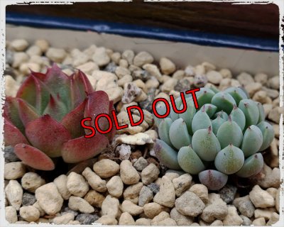 画像3: 採集して愛でる木箱の寄せ植えセットAー6マス（（22-4）