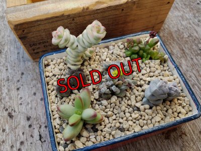 画像3: 採集して愛でる木箱の寄せ植えセットCー6マス（（22-4）