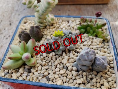 画像2: 採集して愛でる木箱の寄せ植えセットCー6マス（（22-4）