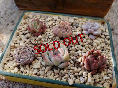 画像3: 採集して愛でる木箱の寄せ植えセットBー6マス（（22-4）