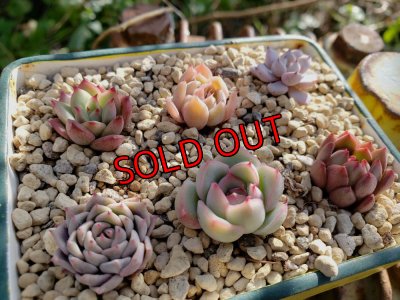 画像2: 採集して愛でる木箱の寄せ植えセットBー6マス（（22-4）