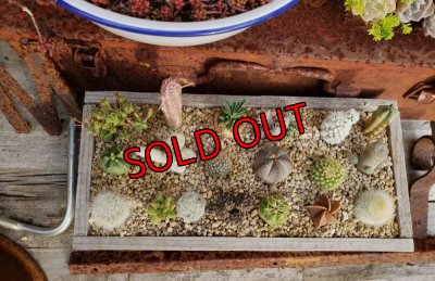 中に入ってる植物です（一部変更ありです）