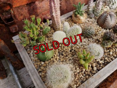 中に入ってる植物です（一部変更ありです）