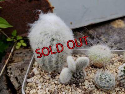 画像3: サボタニＭＩＸ(白のサボちゃん編)　7P（22-7）