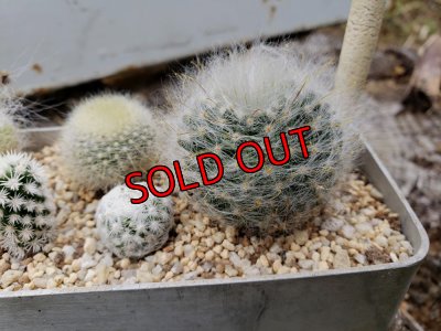 画像5: サボタニＭＩＸ(白のサボちゃん編)　7P（22-7）