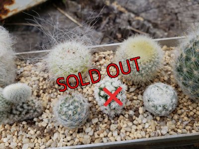 画像4: サボタニＭＩＸ(白のサボちゃん編)　7P（22-7）