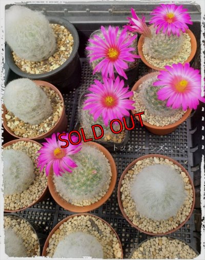 画像8: サボタニＭＩＸ(白のサボちゃん編)　7P（22-7）