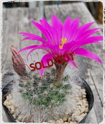 こんな花が咲きます（5月）