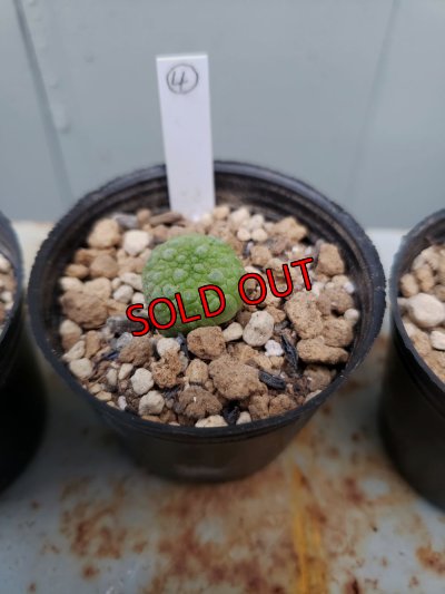 画像10: プセウドリトス・ミギウルティヌス/PSEUDOLITHOS migiurtinus