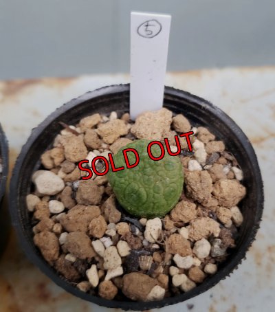 画像11: プセウドリトス・ミギウルティヌス/PSEUDOLITHOS migiurtinus