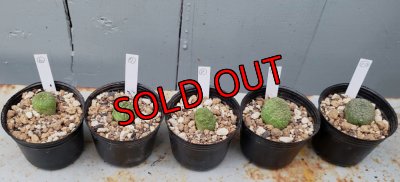 画像6: プセウドリトス・ミギウルティヌス/PSEUDOLITHOS migiurtinus