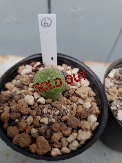 画像12: プセウドリトス・ミギウルティヌス/PSEUDOLITHOS migiurtinus