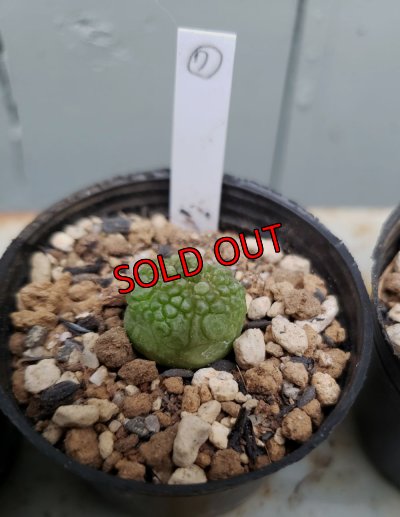 画像13: プセウドリトス・ミギウルティヌス/PSEUDOLITHOS migiurtinus