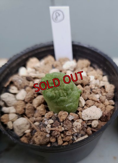 画像14: プセウドリトス・ミギウルティヌス/PSEUDOLITHOS migiurtinus